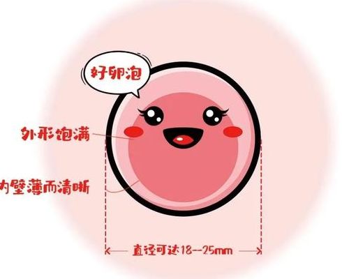 只有一个卵泡,她仍怀上宝宝:成功率其实比你想的高