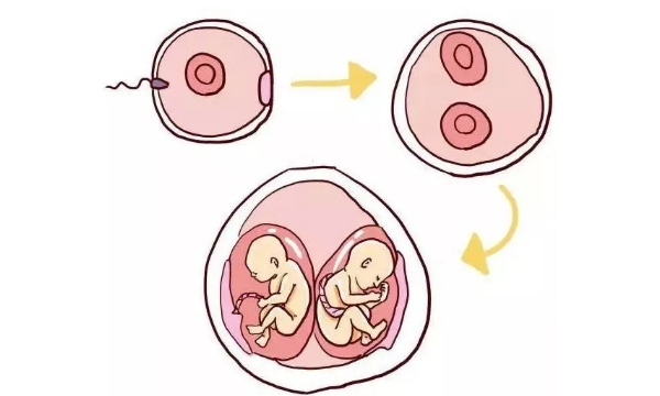 试管一超一个二超变两个是胚胎再次分裂?