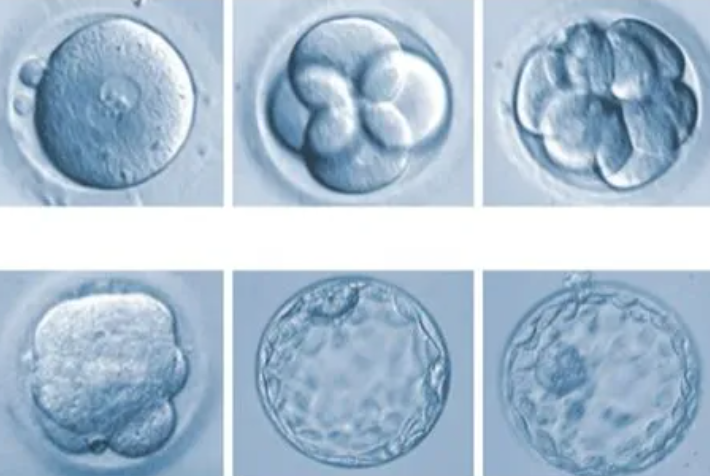 在深圳做试管，移植5BC囊胚质量与4BC囊胚谁的最后成功率高？
