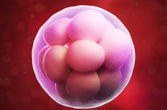 6细胞三级胚胎能移植