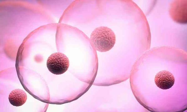 第三代试管只有3个囊胚