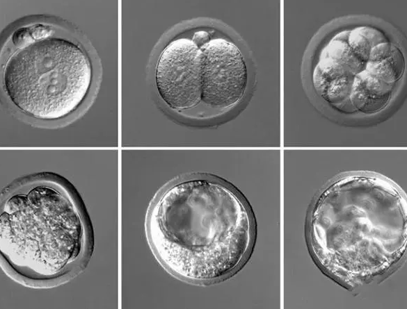AB级别胚胎外观形态更好