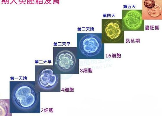 试管婴儿囊胚冻胚哪个成功率高？答案可能和你想的不一样