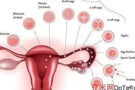 二代试管卵母细胞采集后多久可以移植？看这几点就明白