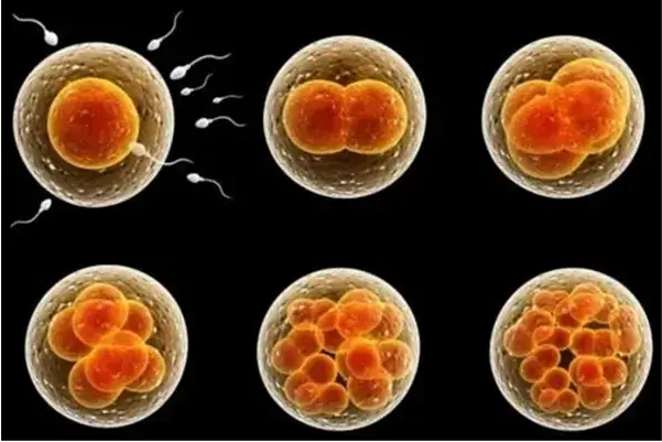 6BB囊胚分裂成双胎的概率有30%