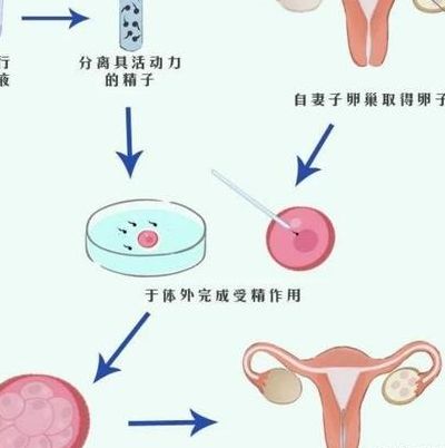试管移植多少天可以知道成功了?从第7天到第14天,每一步都别走错