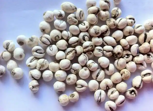 川贝母有肺结节要慎用