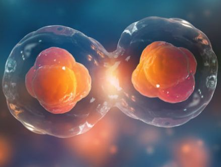 胚胎移植前没有融合有成功几率吗，未融合胚胎能否存活和发育？