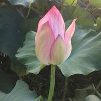 试管婴儿交流群用户头像