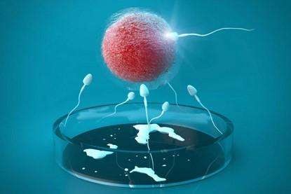 试管婴儿的8大流言、试管受精卵是怎样形成胚胎的？