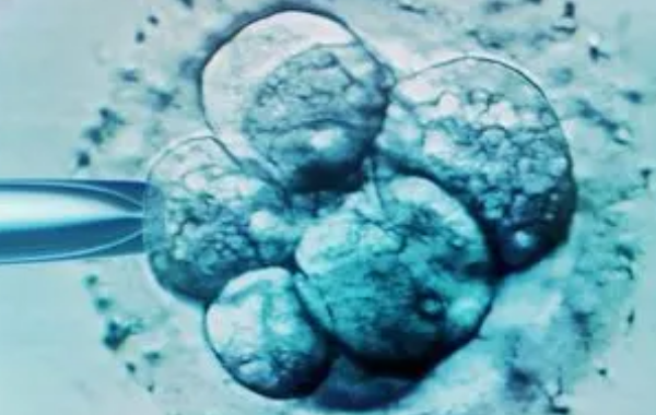 二级8细胞胚胎成功率