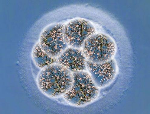 自然周期第几天移植冻囊胚,冻囊胚一般在月经第几天移植