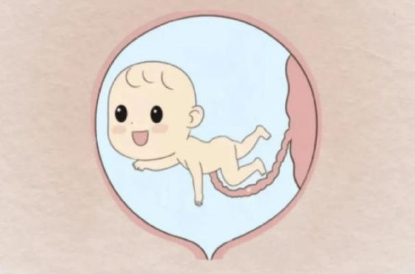 胎儿性别比例各占一半