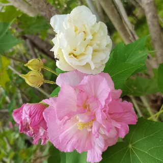 星月相伴头像