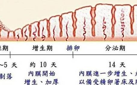 卵泡排卵后可以存活多久？48小时寿命里只有这24小时能受孕