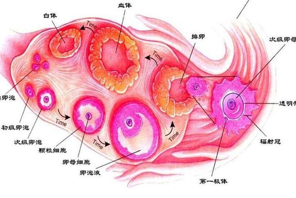 卵泡小是不是很难怀孕？尺寸执念PK成熟度真相，差距比想象中大