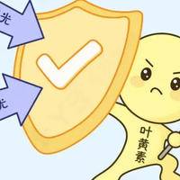 富含叶黄素的食物和水果排行榜：给眼睛一份来自餐桌的爱