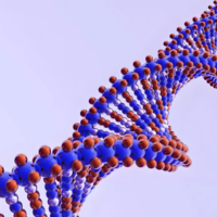 女性染色体平衡易位很难养成囊胚吗?