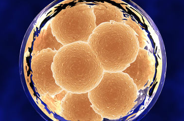 囊胚移植周期有几种方案?