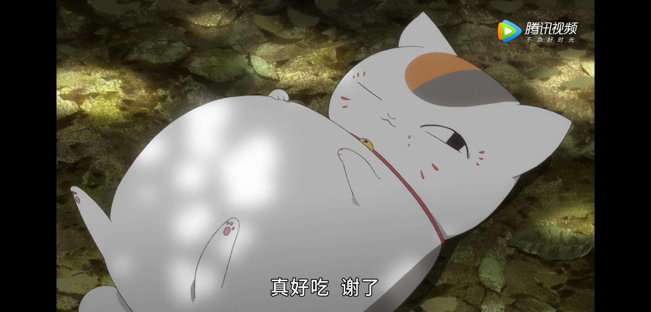 猫咪老师头像
