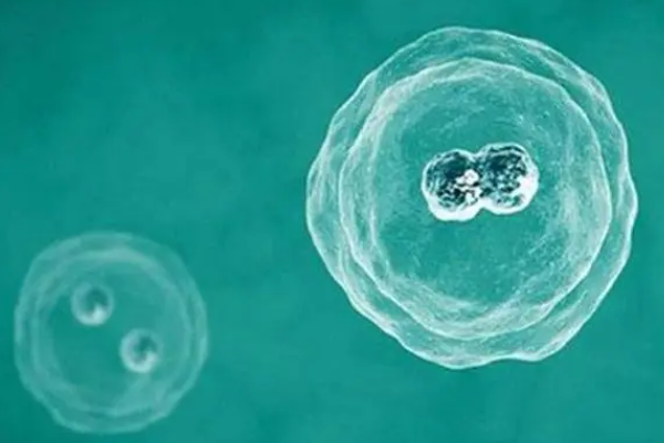 甲钴胺片可提高胚胎质量