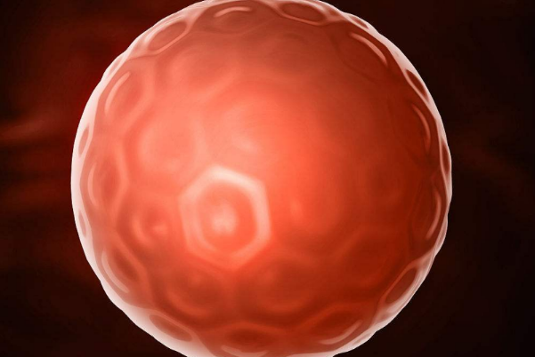 遗传物质会影响4bb囊胚的发育