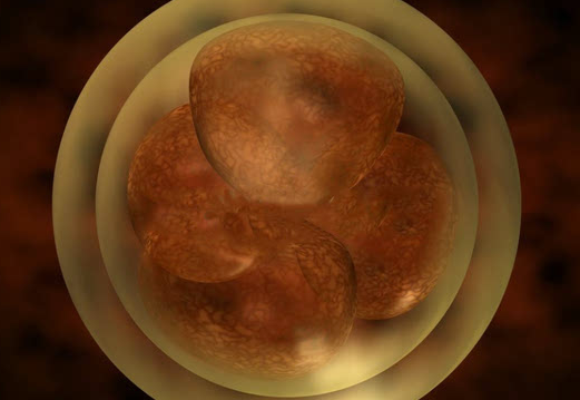 四个细胞的胚胎