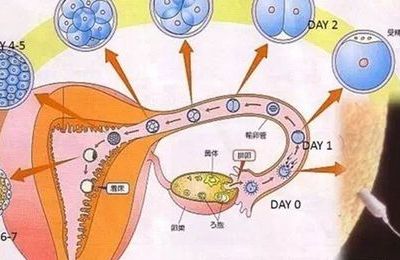 hcg不翻倍只是慢慢涨，4个判断维度决定是该等还是该停