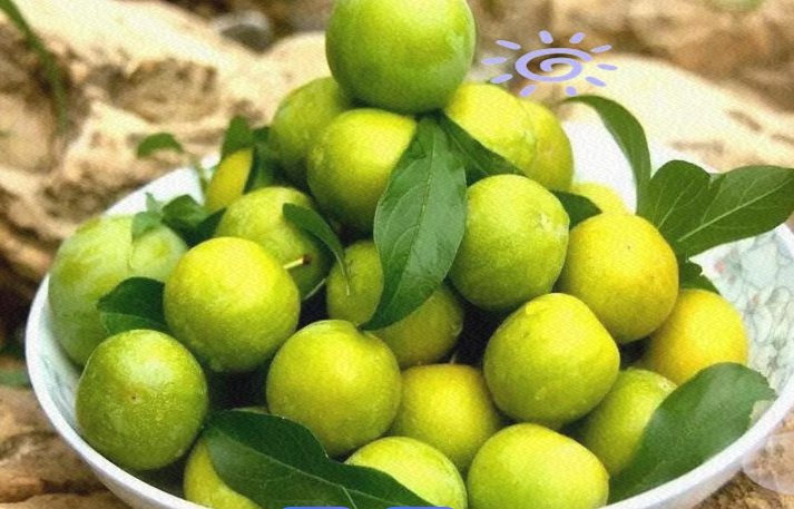 备孕期间可以适当吃李子