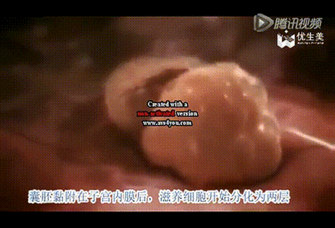 移植后胚胎在肚子里的那点表现，14天我差点把自己逼疯