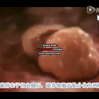 移植后胚胎在肚子里的那点表现，14天我差点把自己逼疯
