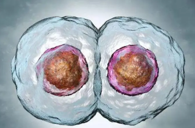 移植4AA和4BB两个囊胚