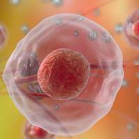 卵泡多大排出？备孕必看科普