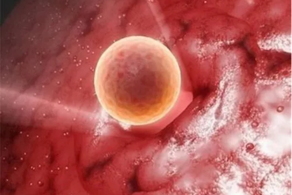 血小板过高会阻碍胚胎发育