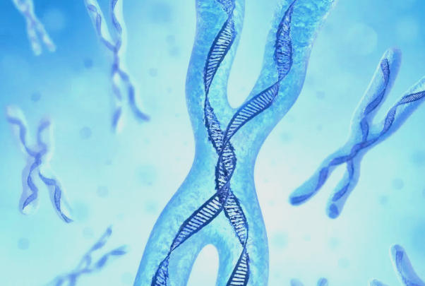 姐妹染色体和同源染色体区别，来源、数量等都有差异