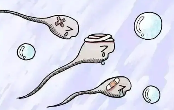 二代试管精子活力多少才达标且畸形率低?