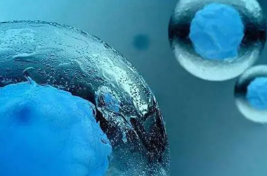囊胚养成后必须直接冷冻吗?