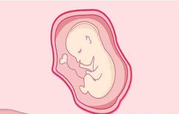怎样的胚胎细胞适合做试管婴儿？试管婴儿胚胎等级如何划分？
