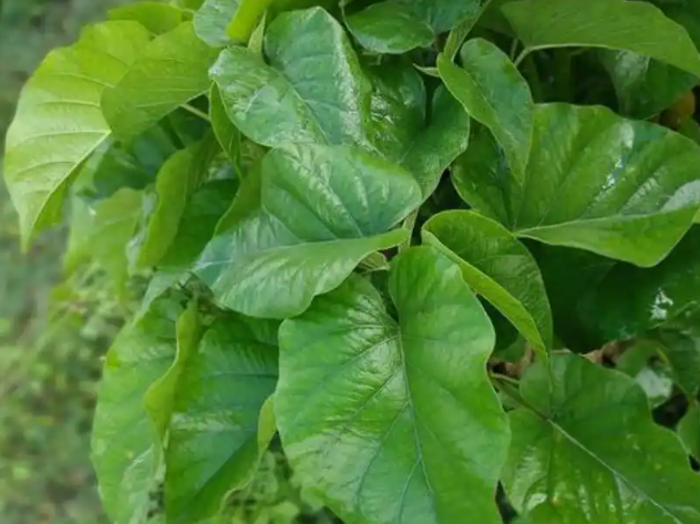 备孕期可以偶尔喝点桑叶茶