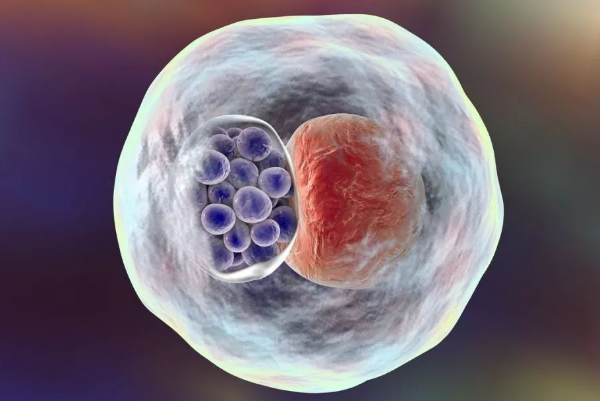 胚胎质量差会导致空囊