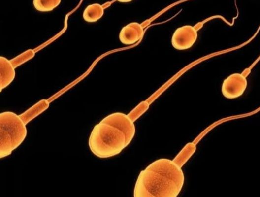 怎么知道精子有没有进入输卵管？医生不会主动说的3个判断角度