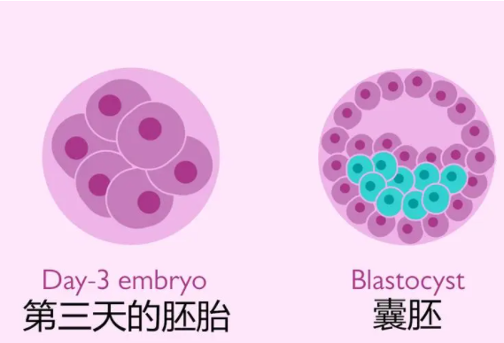 囊胚发育的不同阶段：五天囊胚和六天囊胚的区别