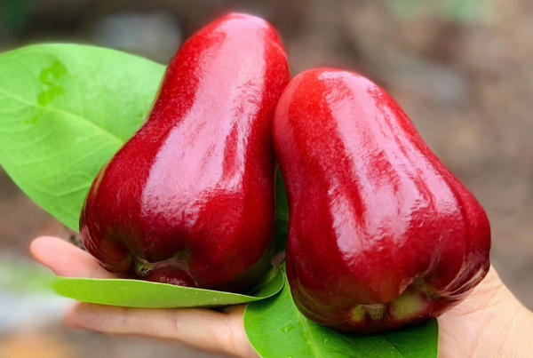 孕妇吃莲雾的禁忌，用错了可能引发健康危机