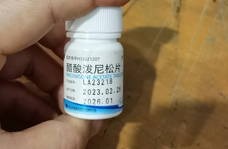 泼尼松只能试管怀孕初期用