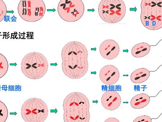 卵母细胞采集后为何要一个月再移植？这三步准备没做完
