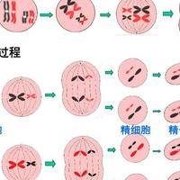 卵母细胞采集后为何要一个月再移植？这三步准备没做完