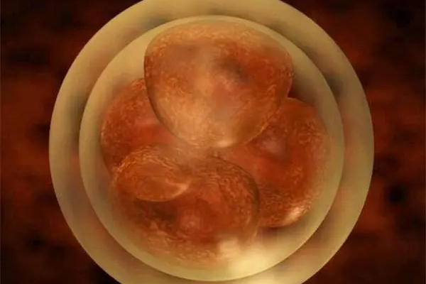 胚胎质量不好会导致空囊
