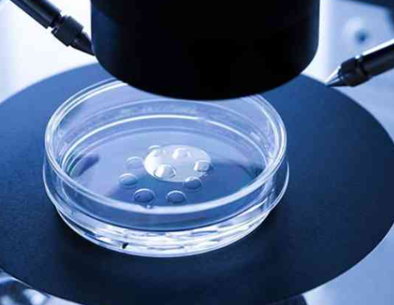 胚胎发育慢可能是环境影响