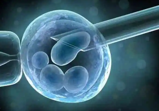 移植鲜胚需要看身体条件