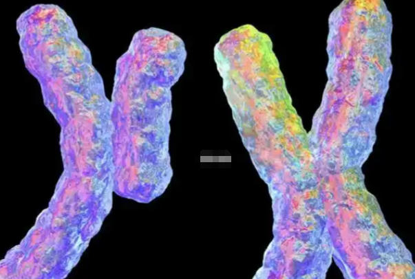 18号染色体无法判断胎儿性别